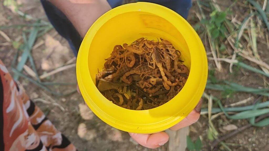 Ação de campo em Maria Joaquina coletou 864 escorpiões para pesquisa