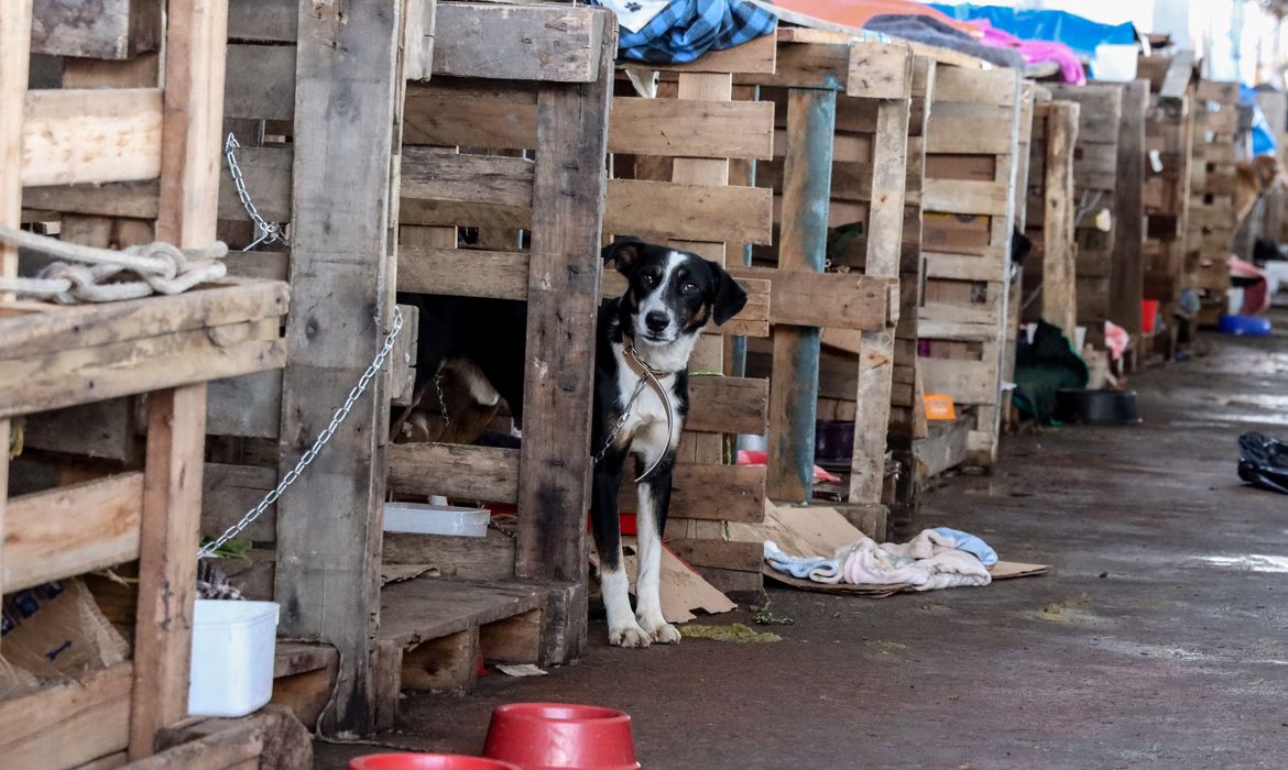 Plataforma identificará pets e facilitará reencontro com tutores