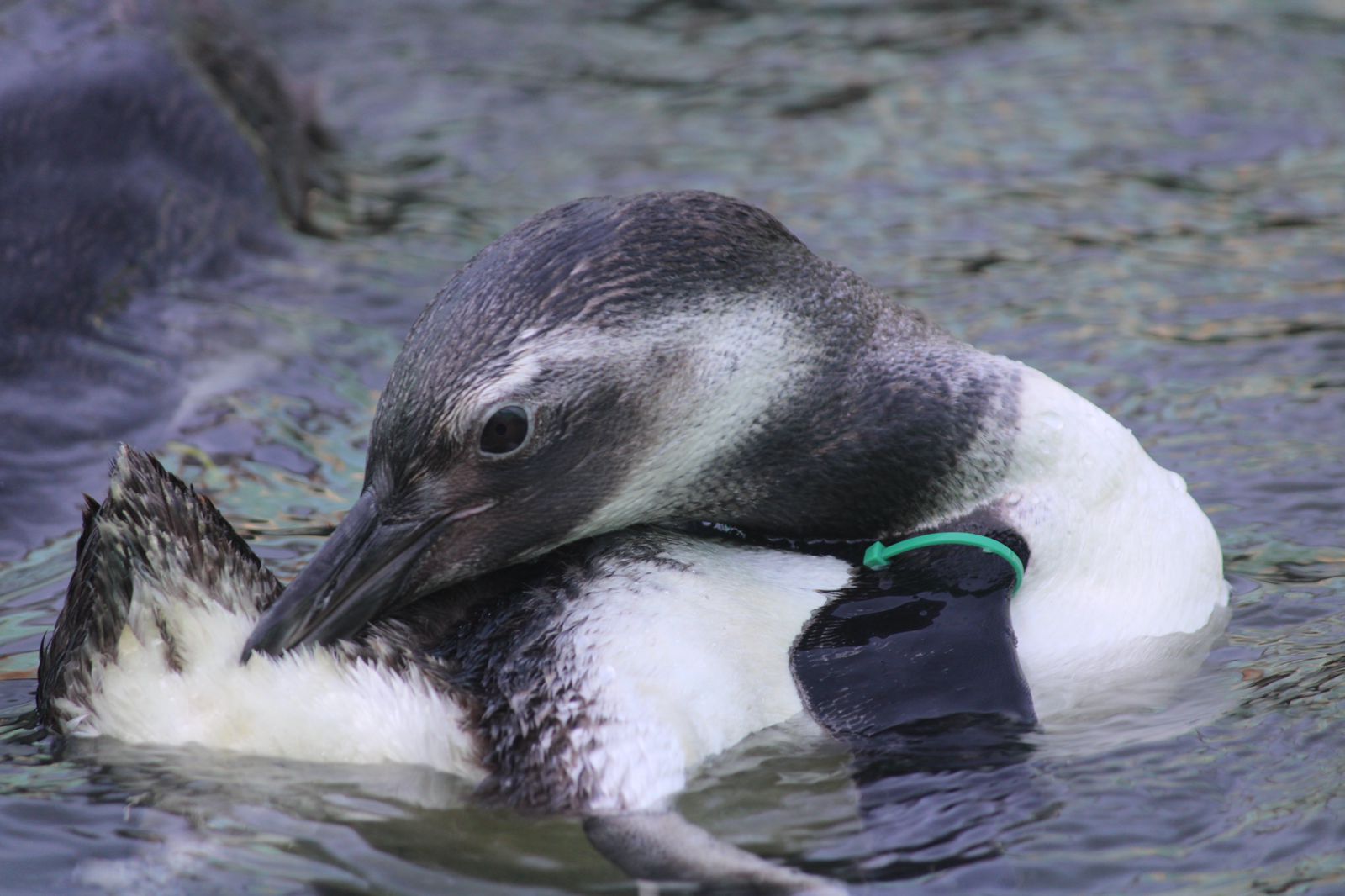 Pinguins, visitantes frequentes, merecem atenção quando estão na faixa de areia. Saiba como ajudar