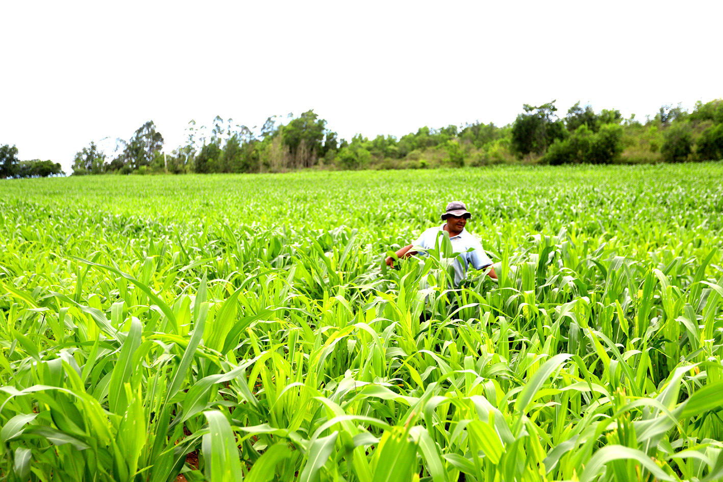 345 agricultores cadastrados são beneficiados com projeto de plantio, maquinários e adubos