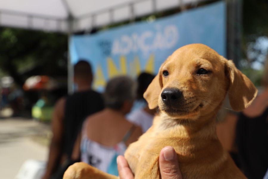 Cães e gatos saudáveis estarão à espera de um lar na Feira de Adoção