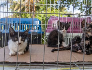 Proteção e Defesa Animal realiza Feira de Adoção de Cães e Gatos