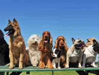 Cães Terapeuticos: Bem-Estar Emocional Revelado!