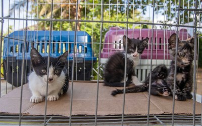 Proteção e Defesa Animal realiza Feira de Adoção de Cães e Gatos